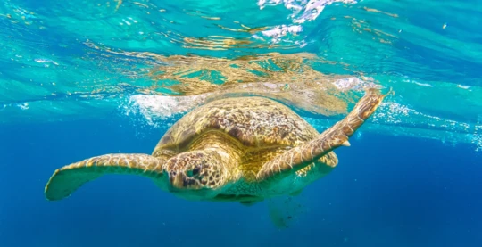Plongée et rencontre avec les tortues vertes
