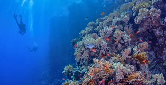 Plongée sur l’île de Gubal