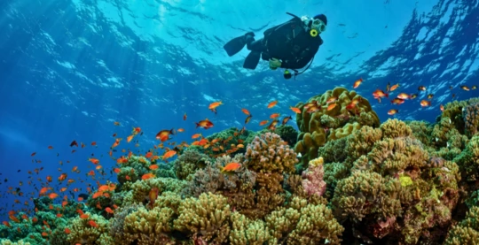Tauchen in Marsa Shouna