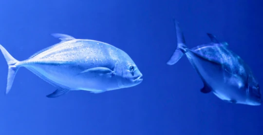 Tauchgänge – Nord-Malé-Atoll