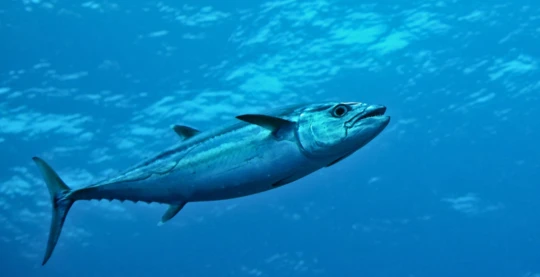 Tauchgänge – Noonu-Atoll