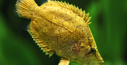 Tauchgänge – Shaviyani-Atoll