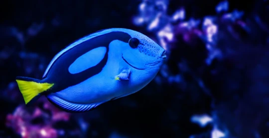 Tauchgänge – Raa-Atoll