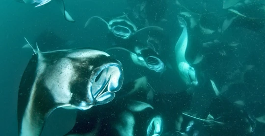 Tauchgänge – Baa-Atoll