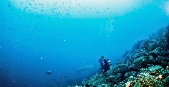 Plongée au Yolanda Reef