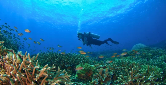 Plongée au Thomas Reef
