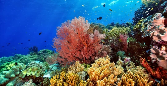 Plongée au Woodhouse Reef