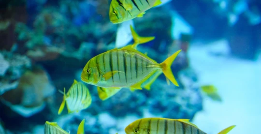 Diving around Freeport