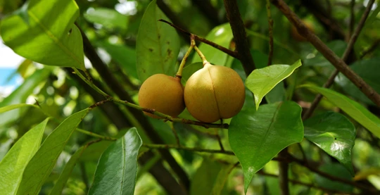 Excursión por los jardines de nuez moscada más antiguos
