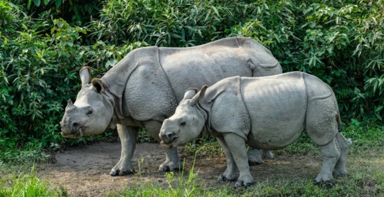 Visite du parc national de Kaziranga