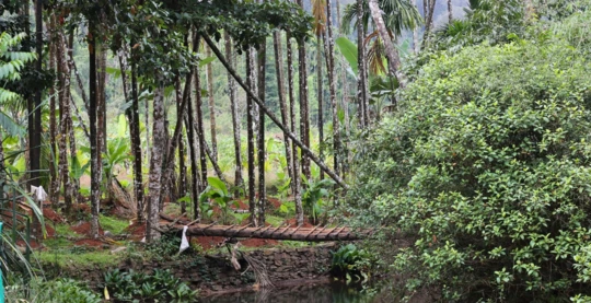 Traversée de mangroves et forêts de bambou