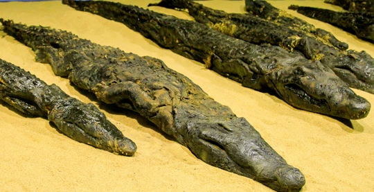 Visita al nuovo museo dei coccodrilli