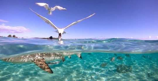 Découverte de l’île aux oiseaux