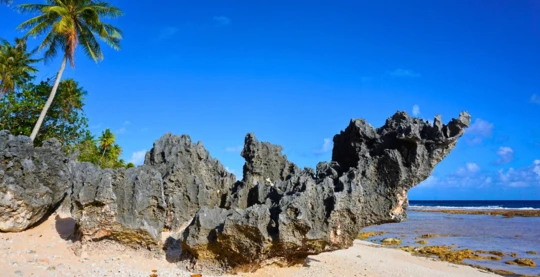 Observation des blocs coralliens fossilisés appelés feo