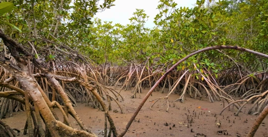 Excursion à Tendaba et au Parc National de Kiang West