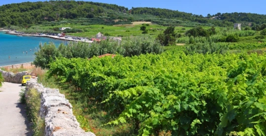 Visite panoramique des vins - Korcula