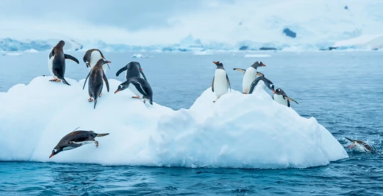 Observation de manchots papous et de manchots de l'Antarctique