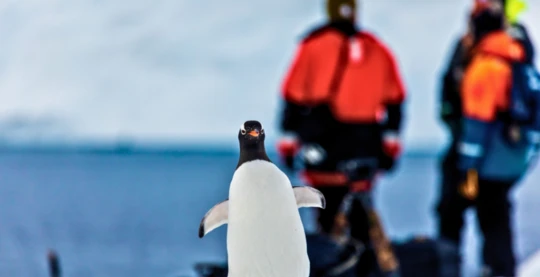 Observation animalière