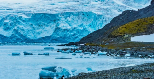Observation de la faune de l'Antarctique