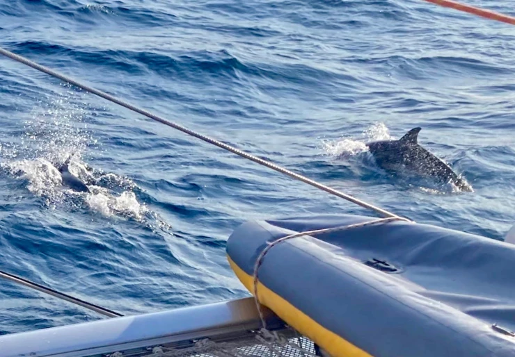 Privilege 51 L'amirauté Charles Ornano | 