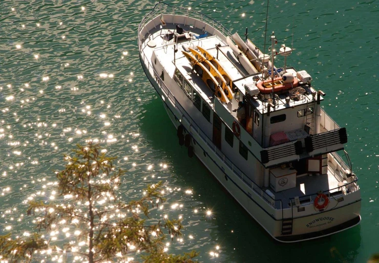 Snow Goose Pacifico nord-occidentale | Snow Goose