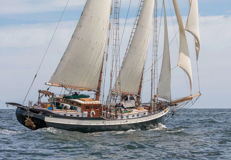 Tree of life Antilles | TREE OF LIFE