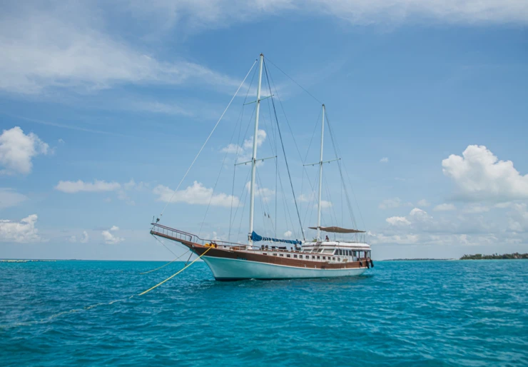 Akoya Pearl Male | Akoya Pearl