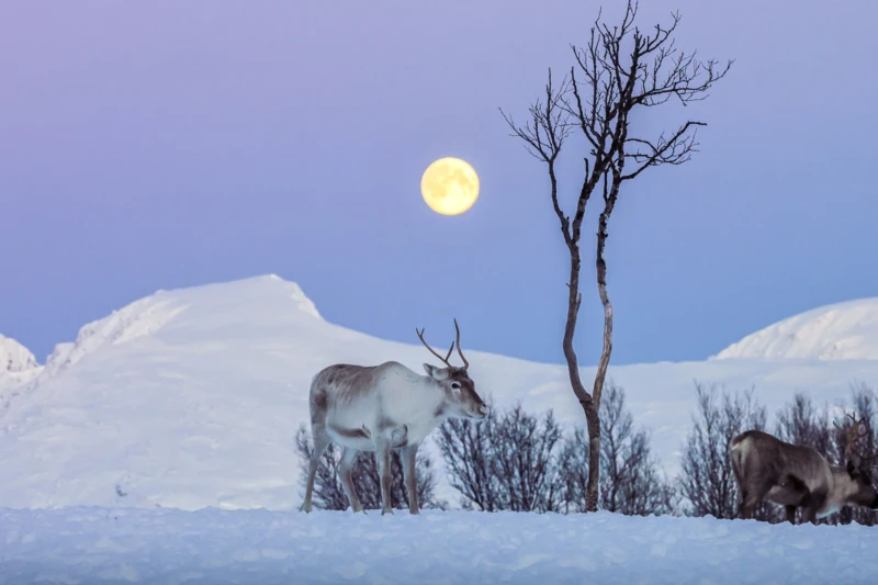 Nature et faune arctiques