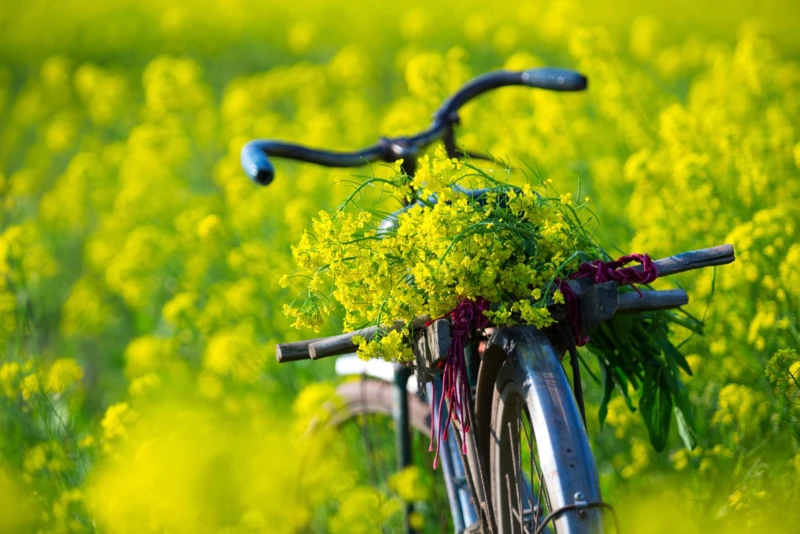 Campagne vietnamienne à pied et à vélo