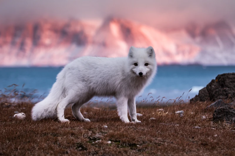 Découverte de la faune sauvage et des glaciers