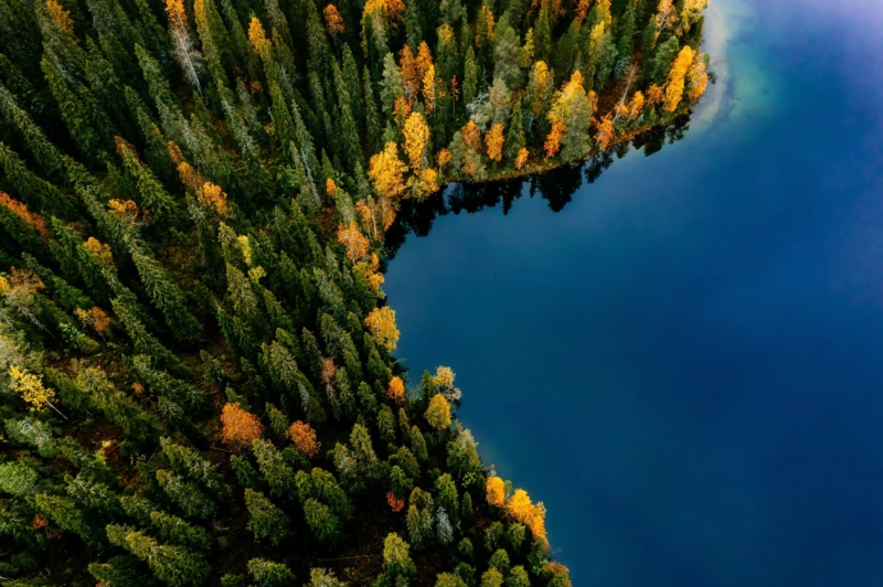 Automne arctique en Laponie, sous les couleurs dorées de la ruska